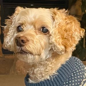 Meet your Posher, Diane